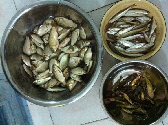 长江钓鱼,逮回来一只青鸟,凶猛爱啄人,这是什么