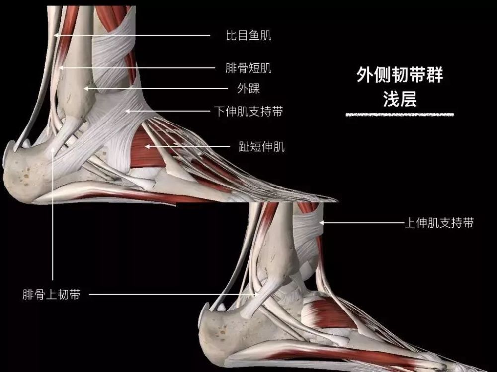 足踝部肌腱解剖图图片