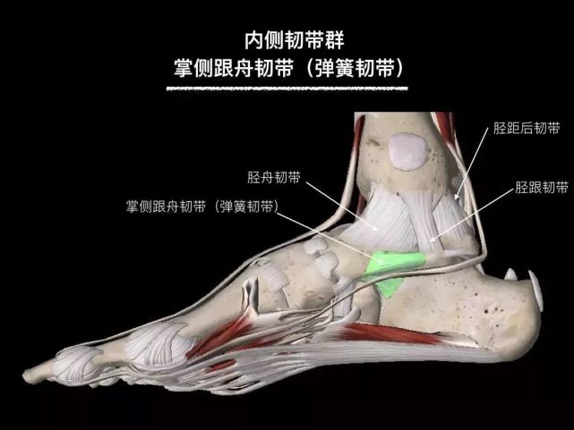 今天帶來踝關節韌帶解剖的高清圖解,清晰顯示踝關節韌帶的位置和走形