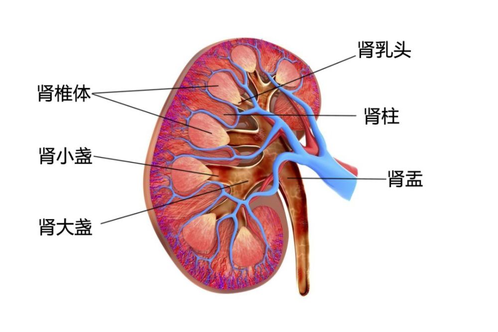 學習筆記泌尿系統解剖學