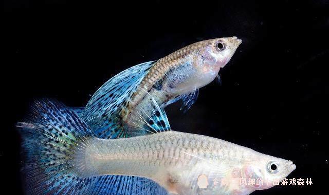 飼養三兩對孔雀魚幾個月之後我們可以讓它爆缸