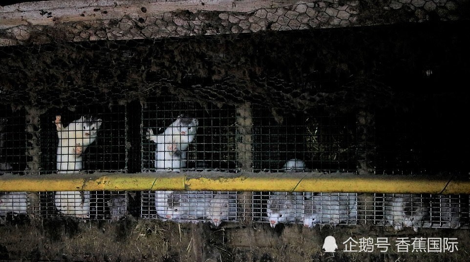 芬兰毛皮农场曝光:动物相互攻击同类相食 伤口