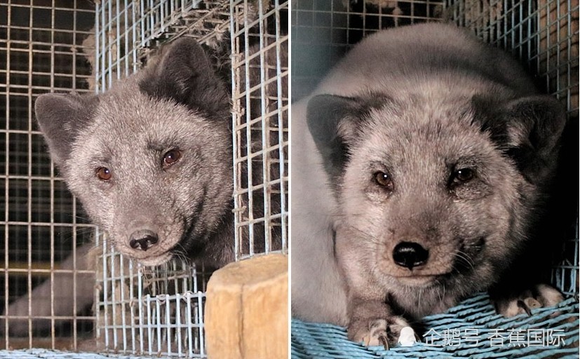 芬兰毛皮农场曝光:动物相互攻击同类相食 伤口