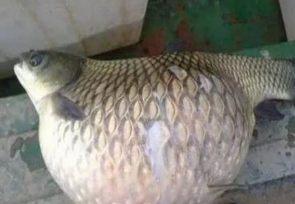 老人钓到不同寻常的大肚鱼，好奇当场开膛破肚，划开却后悔了