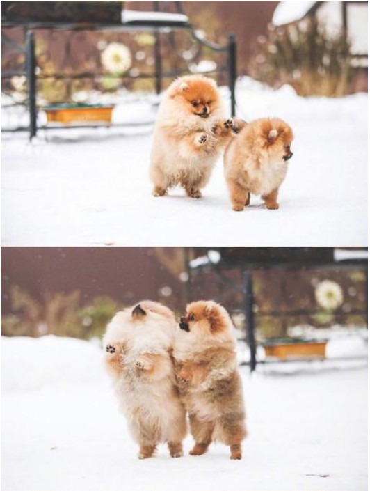 日本一博美犬 雪中玩耍 爆红 网友 说好的要做安静的小公举呢