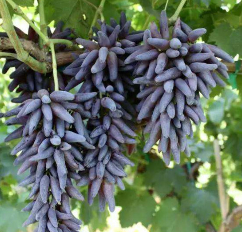 这种长得像辣椒的葡萄,味道甜如蜜,栽一棵结果