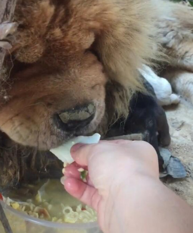 流浪狗在野外生完孩子,趴在寒风中瑟瑟发抖,男子做法暖人心