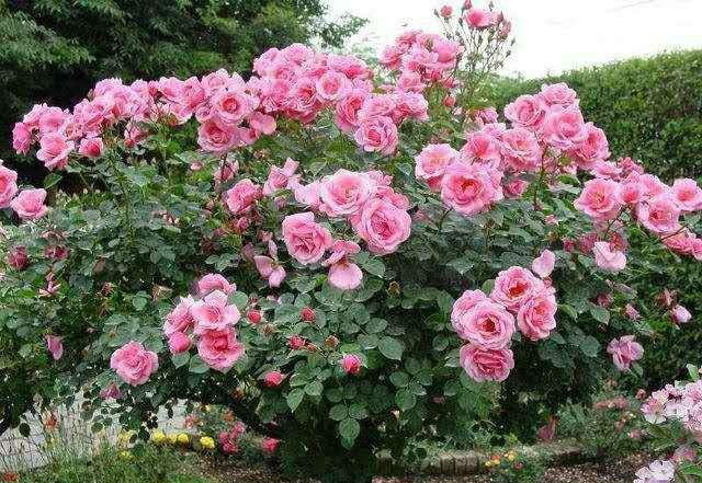 "我国最美花树",花开266天!再贵也要种2棵,让你家变花海