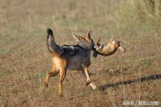 靠技巧和力量为生胡狼追捕野兔精彩瞬间