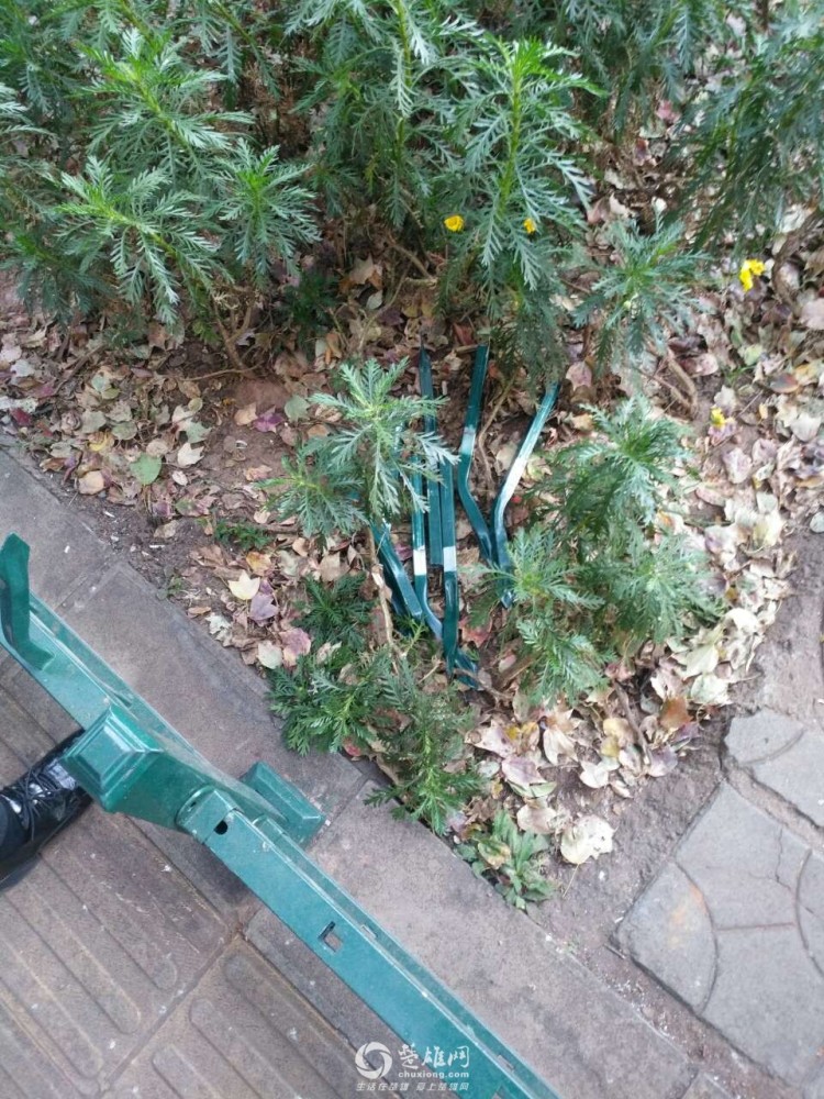 愤慨!楚雄网友爆料雄宝路上有人为一己私欲竟干出这事