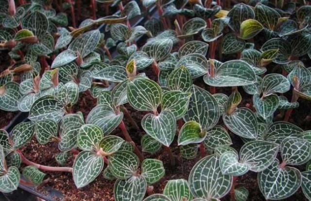 农村最神秘的"仙草",有农民种它致富,1亩地1年能挣6万元