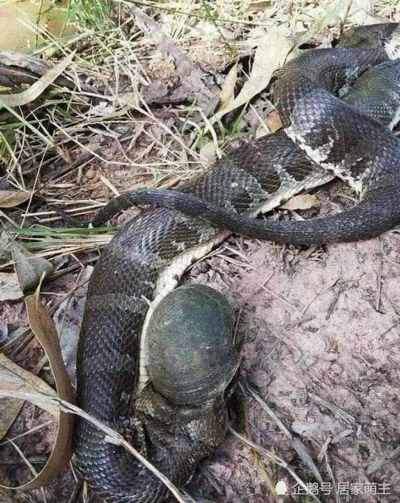 眼镜王蛇为了吃鲜美的蜗牛肉,一头栽进蜗牛壳,最后窒息身亡