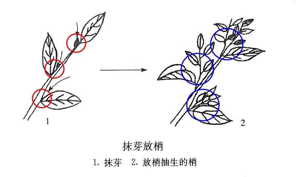 短截摘心抹芽放梢柑橘修剪技法有哪些一次讲明白