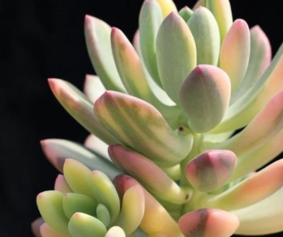 叶尖发红的青星美人,该怎样种植