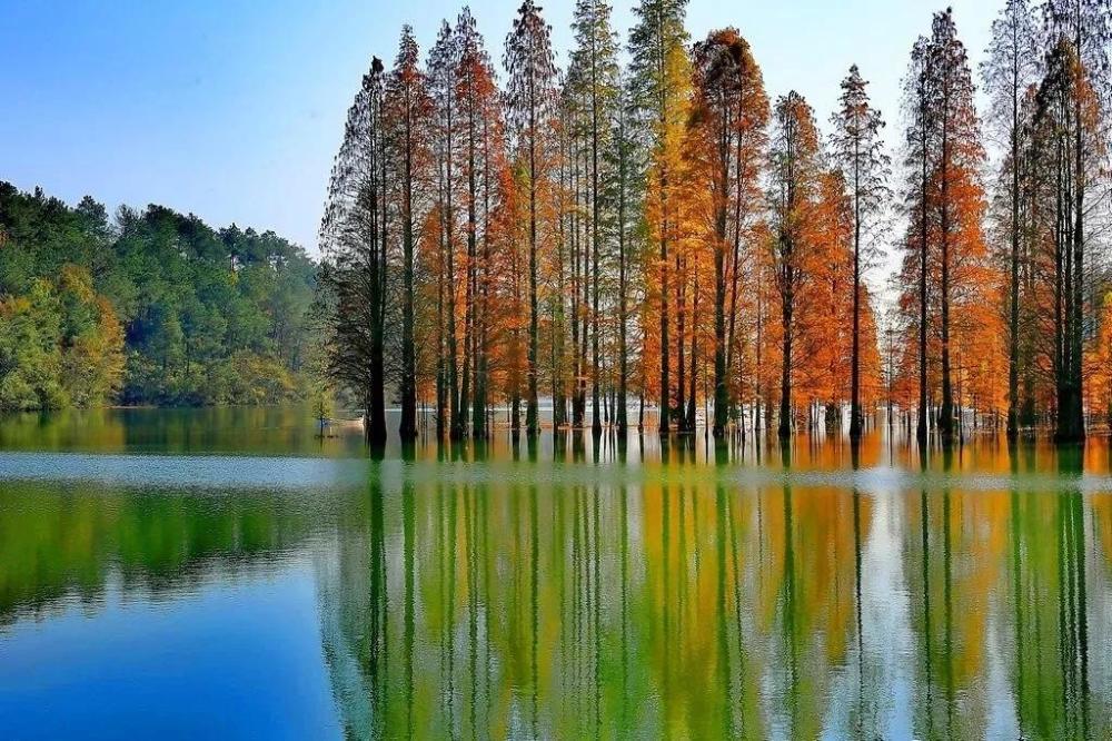 浙江的这片池杉林美如童话免费观赏