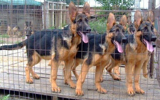 狼狗和德牧黑背是一个品种吗 区分德国牧羊犬和狼狗的方法 腾讯新闻