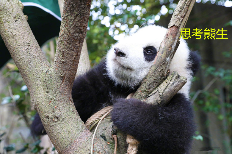小熊猫在树上等奶妈回来,饿的肚子都扁了。熊