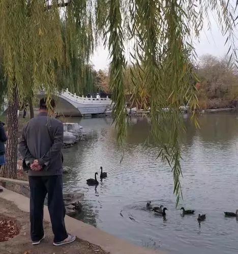 水上公園來了野生黑天鵝這畫面太美麗了