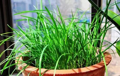 花盆|阳台别再种花了，几个花盆种这个，一年不用再买菜！
