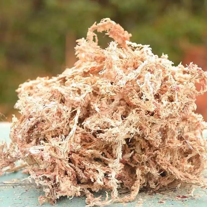 迷你拇指盆栽小案例,我用水苔种多肉!