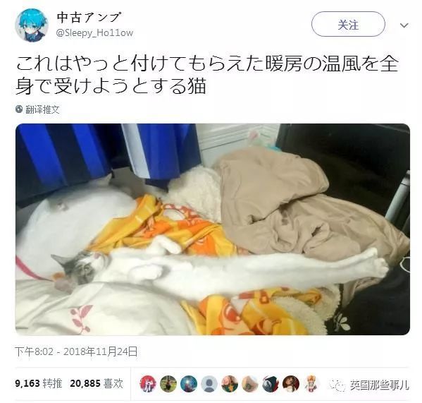 喵星人什么时候才会老实?冬天啊,你们感受