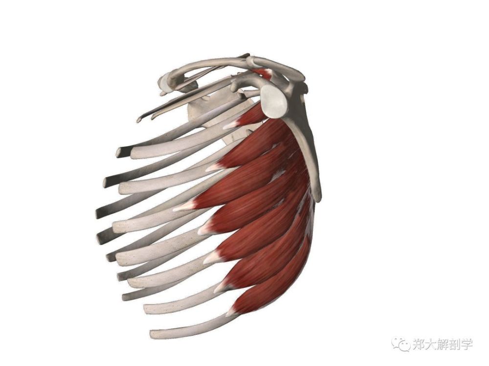 前锯肌的功能解剖