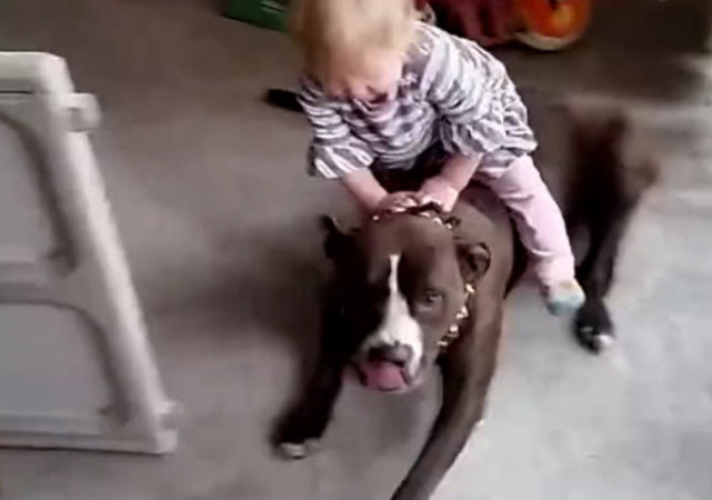 宝宝趁比特犬熟睡时 骑狗身上将其当过山车 下一秒意外发生了 宝宝 猛犬 比特犬