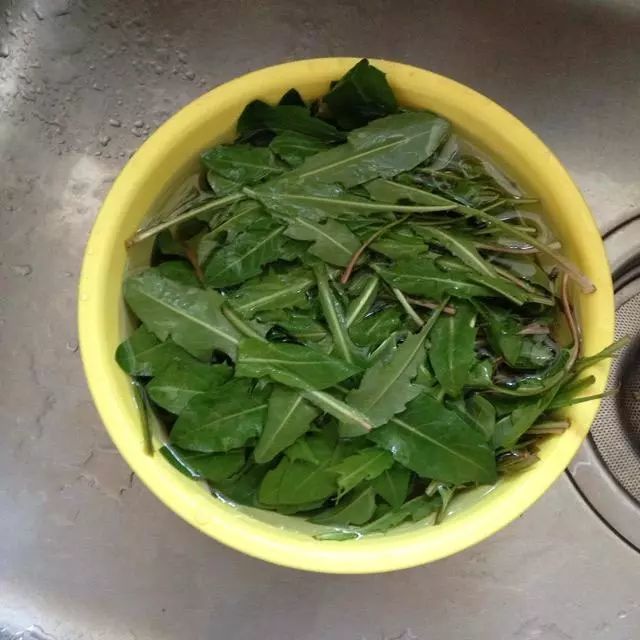 自己动手,炒制蒲公英,泡水喝,可消胃炎,排肝毒,