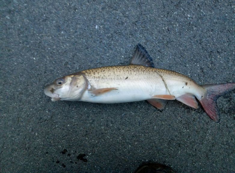 周末峡谷垂钓,收获罕见的猪嘴鱼,十年才成熟,当地200一斤