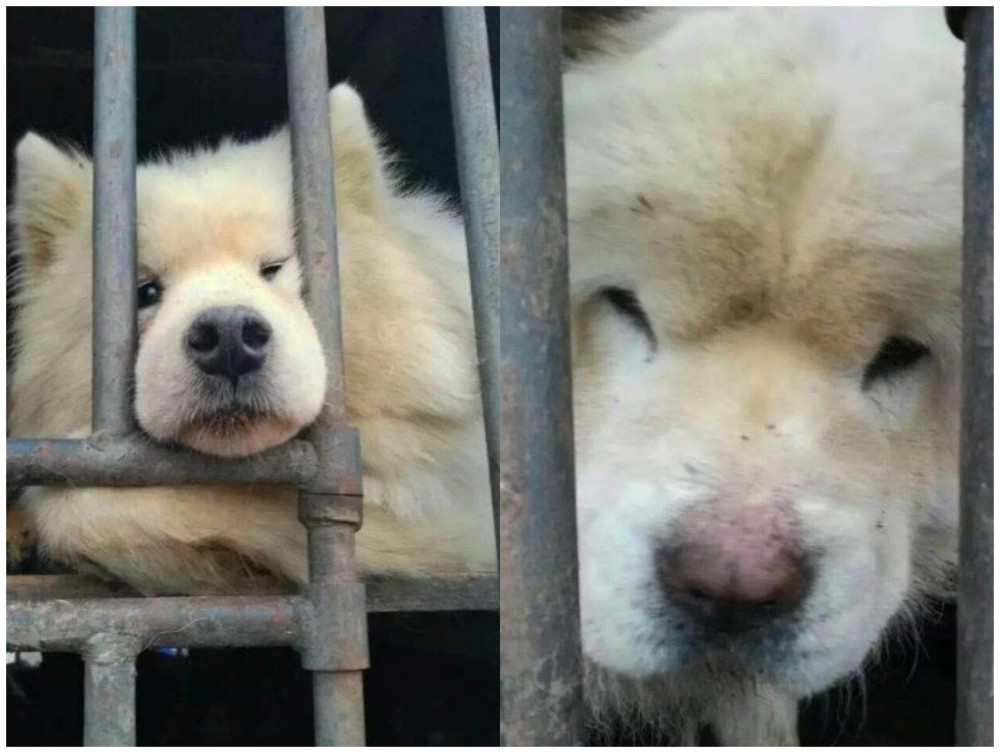 冬天狗贩子开车到处收狗,没几天就是满满一车,真心觉得残酷