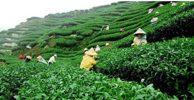 2018最新排名:世界十大茶叶生产国 中国以年产