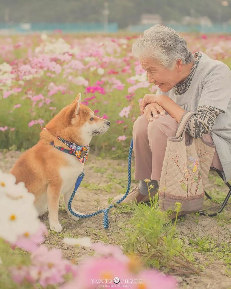 奶奶与柴犬的照片之所以受欢迎,不只因为美而受欢迎,更多的是触动了