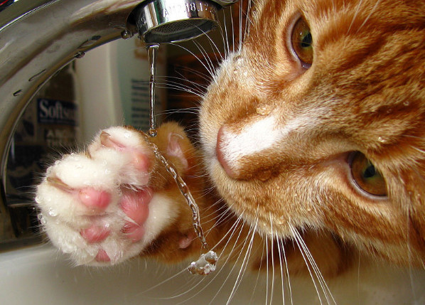 猫咪喝水时，为什么爱用爪子碰水？5个原因你知道吗？