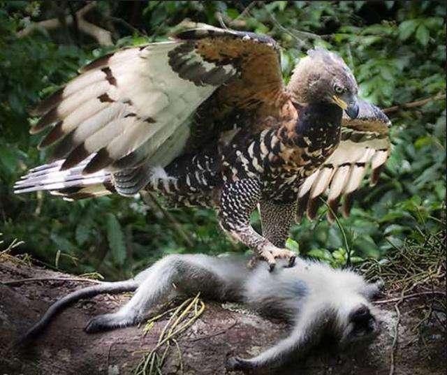 游客在菲律宾发现吃猴子的鸟 捉到后先啄眼睛 这种鸟被称为 鹰中之虎 腾讯新闻