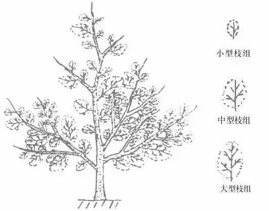 果树七大主枝方向图片