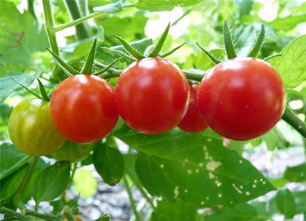 闹上法庭的世纪难题:西红柿到底是水果还是蔬