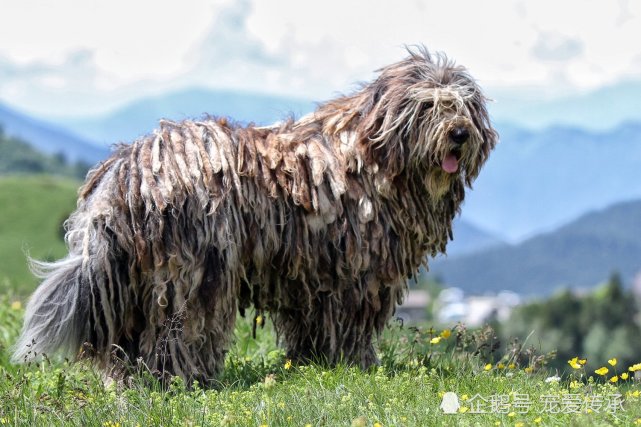 唯一一种极地犬 来自北欧冰城的猛犬 有着冰城比特的美誉 牧羊犬 猛犬 冰岛牧羊犬 比特