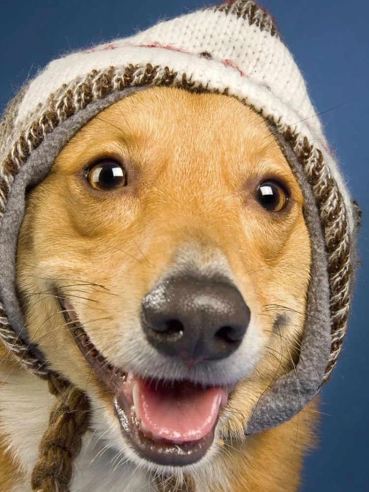 还是和人呆久了成精了? 确实有一种犬类面部表情