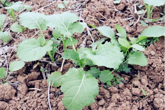 直击2019汉中油菜花节之一主会场汉台观赏路线油菜完成种植