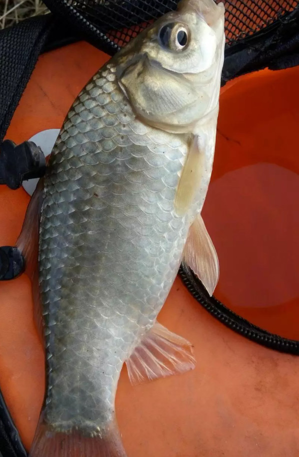 野釣,空軍,釣魚,大魚