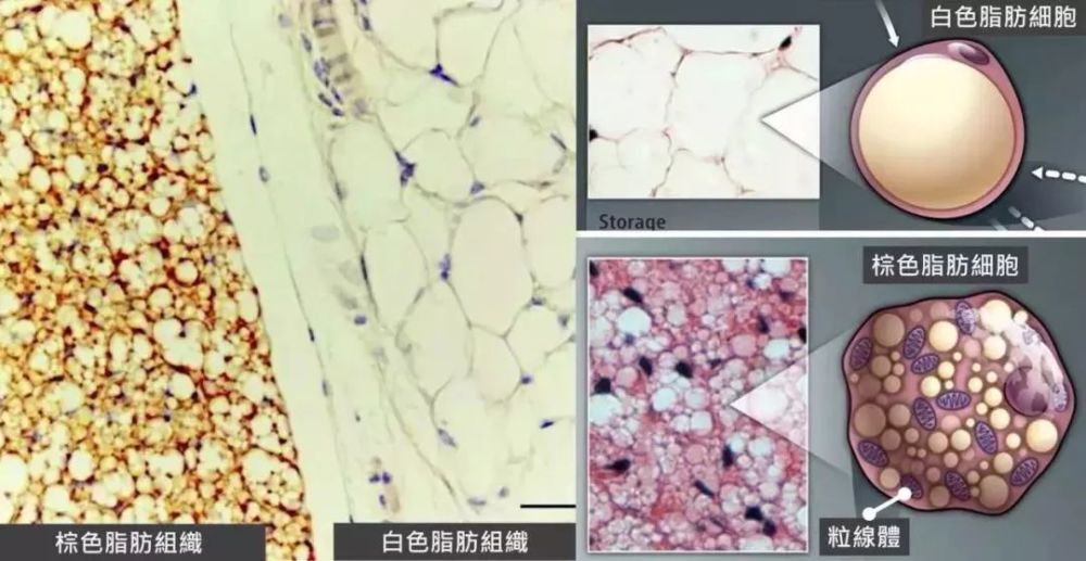 棕色脂肪|我预感，在家躺着就能瘦的日子马上就要到来了