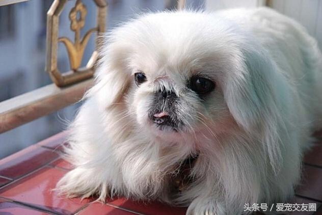 优雅精致的中国古老玩赏犬宫廷狮子狗北京犬