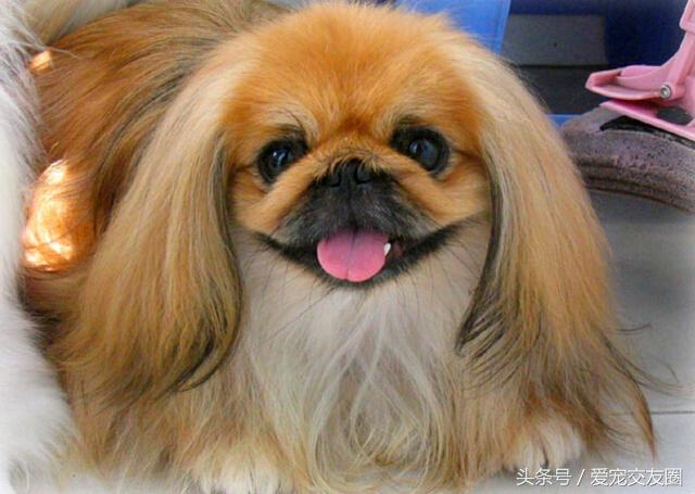 优雅精致的中国古老玩赏犬,宫廷狮子狗北京犬_巴犬