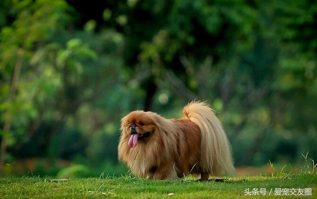 優雅精緻的中國古老玩賞犬宮廷獅子狗北京犬