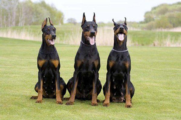 腾讯内容开放平台