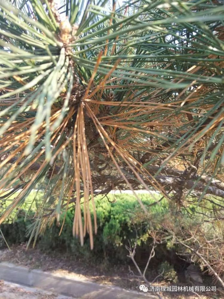 松树|松烂皮病的发生规律和防治技术-松树枯梢病防治技术