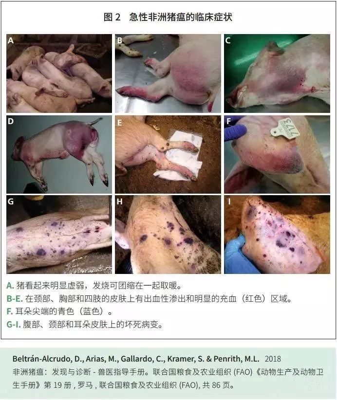 非洲猪瘟的临床表现剖检变化和鉴别诊断