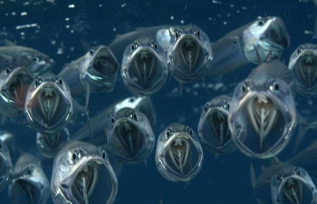 "幽灵鱼"真的存在?专家:无奇不有!