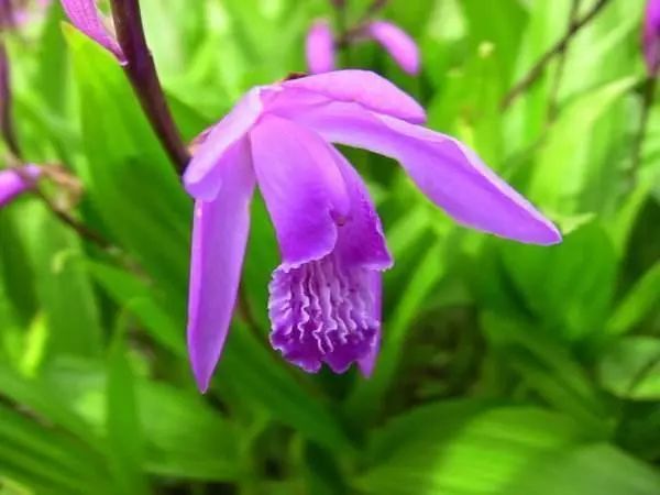 这几种中药材是近几年市场最火热的,种植市场