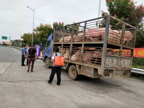 莆田市非洲猪瘟疫情最新消息!